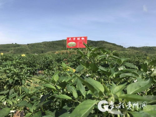多彩貴州網(wǎng) 大方辣椒產(chǎn)銷兩旺，助力農(nóng)戶增收致富