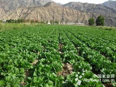 初級農(nóng)產(chǎn)品銷售 構(gòu)建誠信體系，遠離非法行為