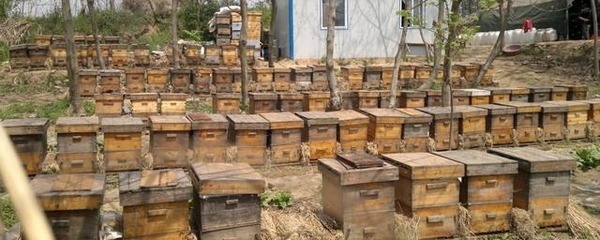 農村養蜂合作社銷售蜂蜜，到底要不要證件？老蜂農的經驗之談